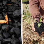 4 неочаквани начина за използване на дървени въглища в градината