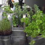 6 билки, които трябва да започнете да отглеждате от семена