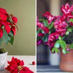 Ако няма достатъчно цветове: какви цветя цъфтят през зимата на