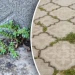 Без химикали и излишни усилия: как да се отървете от плевелите в двора за минути Без химикали и излишни усилия: как да се отървете от