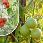 Двеста грама и те са узрели: една зеленчукопроизводителка споделя метода