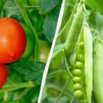 Експерти посочиха 7 зеленчука, които си струва да се засадят