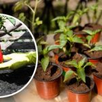 Как да изчислим времето за засяване на чушки за разсад: прост метод стъпка по стъпка Как да изчислим времето за засяване на чушки за разсад: