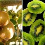 Как да отглеждаме киви у дома на перваза на прозореца: