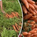Как да разберем кога са узрели морковите – кои са
