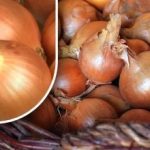 Как да съхраним лука, за да не покълне преди лятото: