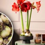 Как да съхраняваме луковиците на амарилиса: градинарите разкриха тайните на