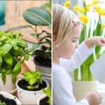 Как да спасим напълно изсъхнало цвете: често срещани грешки и