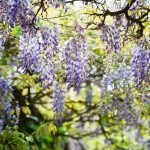 Какви дървета не бива да се засаждат в двора: градинарите