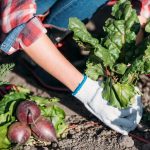 Какво да не отглеждаме в зеленчуковата градина: градинарите назовават 5