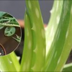 Какво да правим, ако алоето започне да гние: прости стъпки за спасяване на умиращо растение Какво да правим, ако алоето започне да гние: прости стъпки