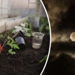 Календар за сеитба за февруари 2026 г.: най-подходящите дни за