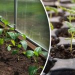 Календар за сеитба за януари 2026 г.: най-добрите дни за