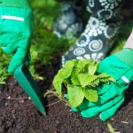 Кога да засадим ягоди през есента, за да съберем кофи