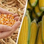 Най-добрият период за сеитба на царевица през 2025 г.: не