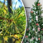 Не е нужно да се изхвърлят: как да използваме добре игличките от коледните елхи Не е нужно да се изхвърлят: как да използваме добре