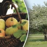 Не е нужно да се реже: как да подмладите старо