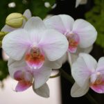 Орхидеите ще се радват на пищен цъфтеж, ако избягвате тези