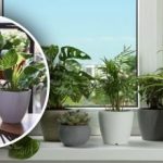 Пожълтяване на листата не от старост: каква вода бавно унищожава