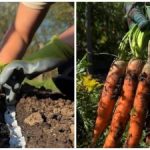 Прореждането вече не е необходимо: градинар разкрива най-добрия метод за засаждане на моркови Прореждането вече не е необходимо: градинар разкрива най-добрия метод за