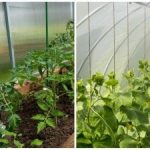 Рекордната реколта ще изненада дори съседите: как бързо да овлажните