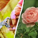 Сега е най-подходящото време за рязане на рози: ето как