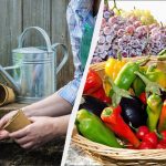 Точен календар за сеитба за февруари 2026 г.: най-добрите дни за засаждане на разсад Точен календар за сеитба за февруари 2026 г.: най-добрите дни