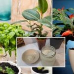 Цъфтеж за един ден: рецепта за мощна подхранваща смес за