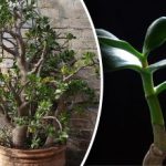 Все още може да бъде спасено: Как да разберем, че дървото на парите умира Все още може да бъде спасено: Как да разберем, че