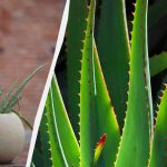 Защо алоето изсъхва и как да го спасим: 7 лесни