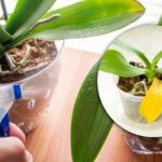 Защо листата на стайните растения пожълтяват: причини, които много хора