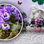 Защо виолетките „отказват“ да цъфтят: причина, която повечето хора пренебрегват