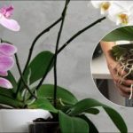 Едно действие и вашата орхидея ще цъфти месеци наред: доказан