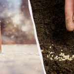 Още през май ще има пълна зеленчукова градина: какво да