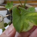 Само една лъжица и листата стават зелени: как да приготвите