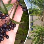 Само вредни: дървета, които никога не трябва да засаждате в