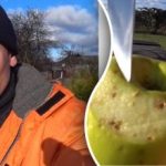 Торене на дървета и храсти: защо опитните градинари го правят